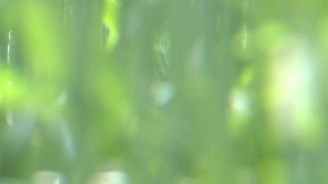 草坪草的背景视频素材