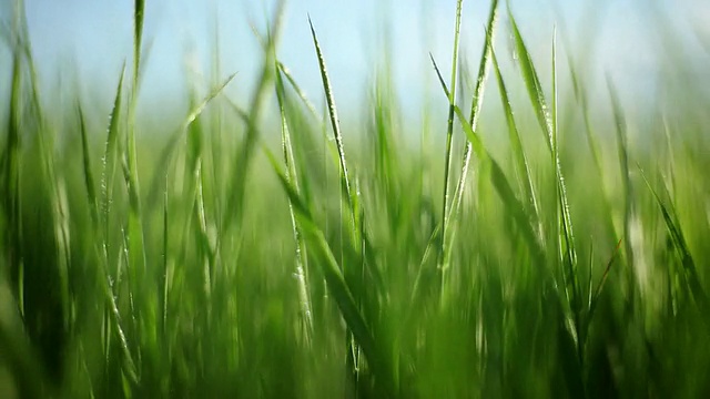 新鲜的草地上背景视频素材