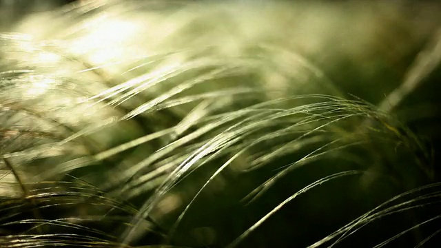 羽毛草，清新风视频素材