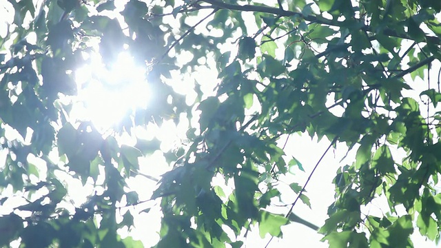 阳光在枫树视频素材