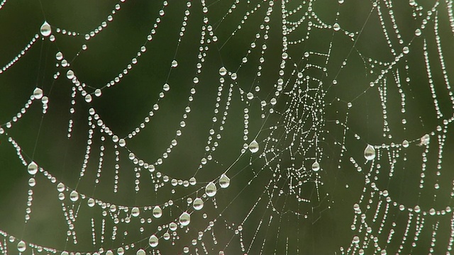 带露珠的蜘蛛网/梅特拉克，萨尔州，德国视频素材