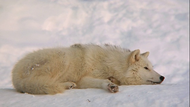北极狼放松(DVCPRO-HD)视频素材
