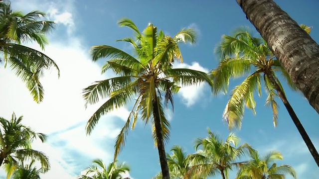 棕榈树(HD 720)视频购买