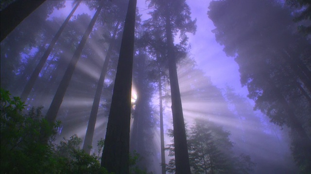 WS POV红木国家公园与阳光/红木国家公园，加利福尼亚州，美国视频素材
