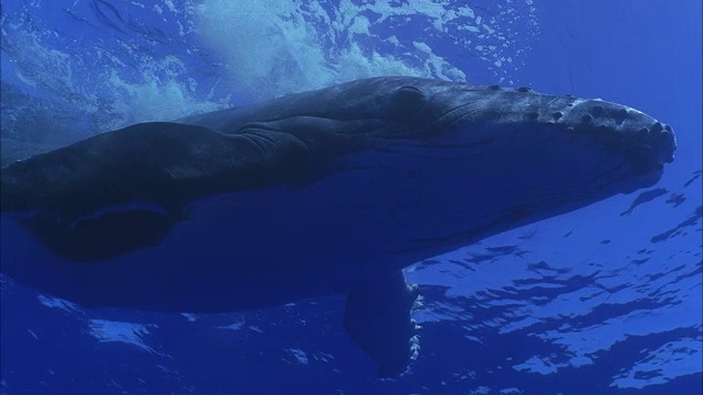 座头鲸水下游泳/莫雷亚，塔希提岛，法属波利尼西亚。视频下载