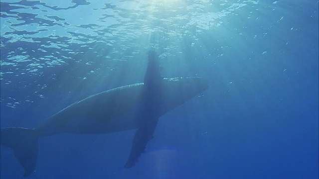 SLO MO MS LA座头鲸(Megaptera novaeangliae)在阳光下水下游泳的剪影/莫雷亚，塔希提岛，法属波利尼西亚视频下载