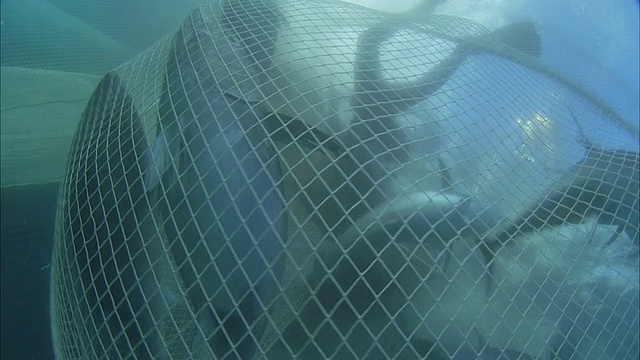 在法属波利尼西亚塔希提岛的莫雷亚，一群黄鳍金枪鱼(Thunnus albacares)在水下网下游泳视频下载