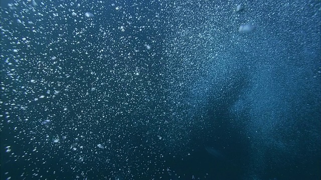 SLO MO MS蓝色泡泡，成群的黄鳍金枪鱼(金枪鱼)游泳在背景/莫雷亚，塔希提岛，法属波利尼西亚视频下载