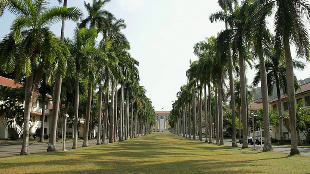 在巴拿马巴拿马城，草坪两旁是棕榈树和行政大楼视频下载