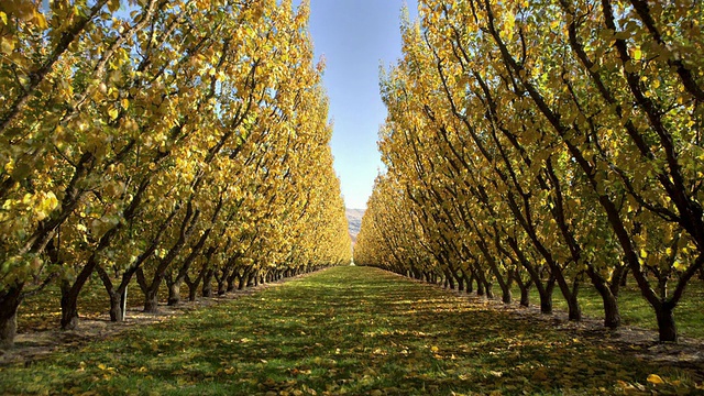 WS T/L阳光穿过杏子，合并季节从夏季到秋季/中央奥塔哥，新西兰视频素材