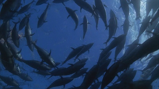 法属波利尼西亚塔希提岛Moorea水下绕圈游泳的鱼学校视频下载