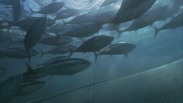 SLO MO WS PAN法属波利尼西亚塔希提岛Moorea网内顺时针旋转的大型鱼群视频素材