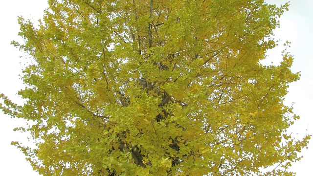 树枝和秋叶在微风中吹拂视频下载
