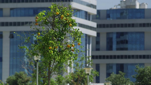 西班牙安达卢西亚塞维利亚Torneo地区现代办公大楼前的MS橙树视频素材