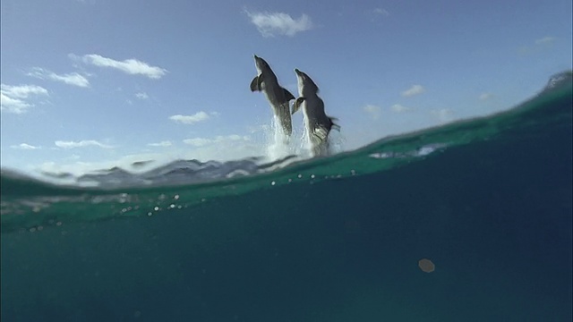 SLO MO WS水下拍摄海豚跳出海/莫雷亚，塔希提岛，法属波利尼西亚视频素材