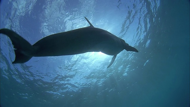 SLO MO WS水下拍摄的两只海豚在海里游泳/莫雷亚，塔希提岛，法属波利尼西亚视频下载