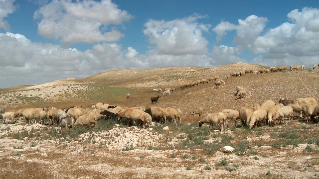 绵羊在犹太沙漠放牧/阿拉德，以色列犹太沙漠视频素材