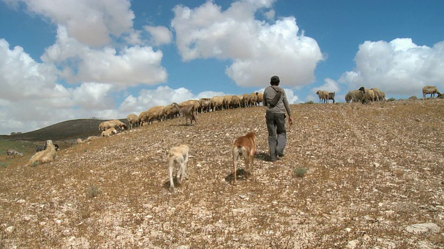 以色列犹太沙漠阿拉德的贝都因人和羊群视频素材