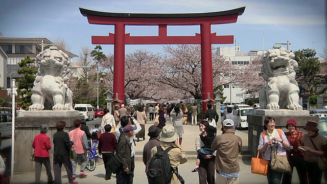 日本神奈川镰仓的丹zakura小路上的鸟居和樱花视频下载