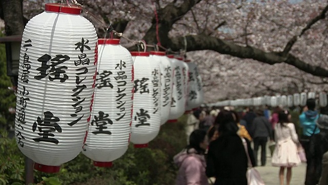 日本神奈川镰仓的丹zakura小路上，Ni-No-Torii女士挂着灯笼和樱花视频素材