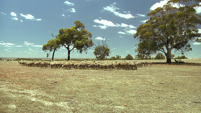 一群羊被一辆皮卡尾随着穿过干燥的平原/西澳大利亚视频素材