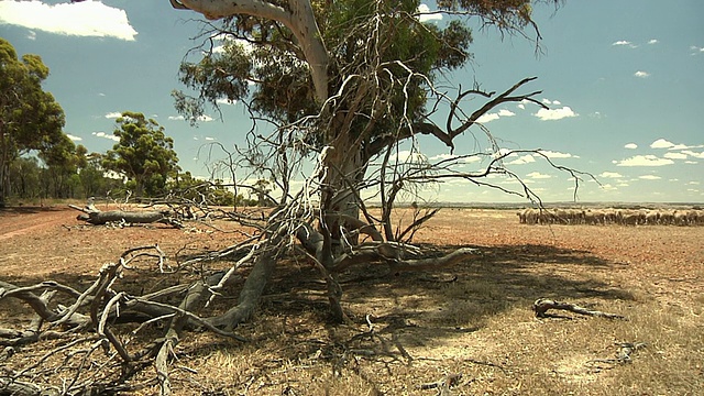 一群羊被一辆皮卡车跟着穿过干燥的平原，前景/西澳大利亚的干燥的树视频素材