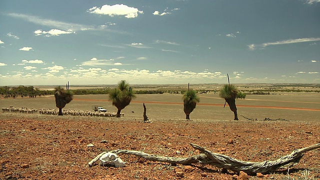 一群羊被一辆皮卡尾随着穿过干燥的平原，动物头骨在前景/澳大利亚西部视频素材
