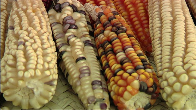 CU TD各种成熟玉米芯/墨西哥瓦哈卡视频下载