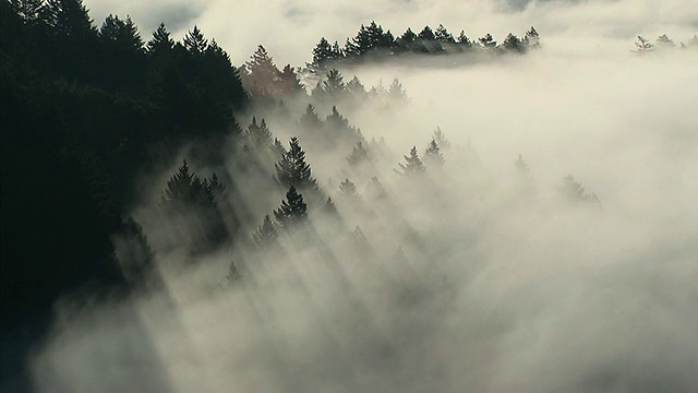 树雾视频下载