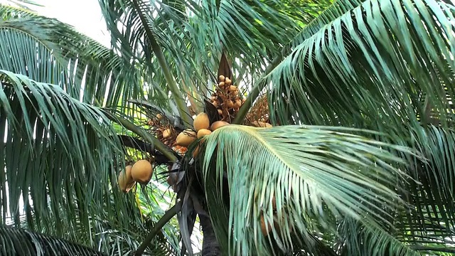 棕榈树上的王椰子;backzoom视频素材