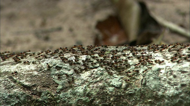 柬埔寨暹粒省，蚂蚁正在爬满苔藓的树干上视频素材