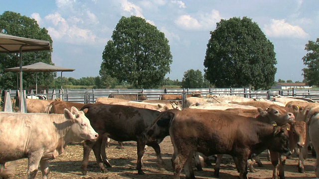 围场中的一群牛视频素材