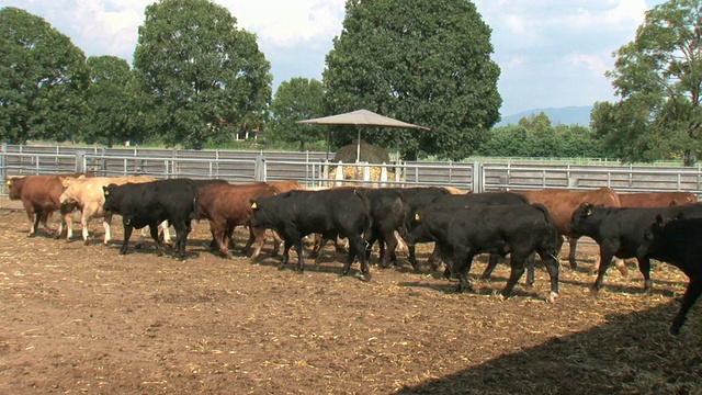 围场里有黑色和棕色的公牛视频素材
