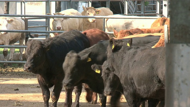 围场里有黑色和棕色的公牛视频素材