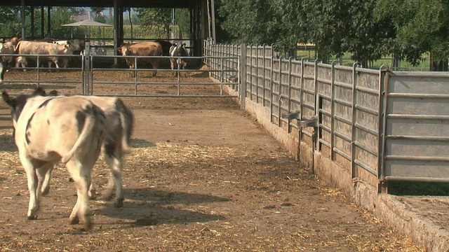 牛从牧场回到围场视频素材