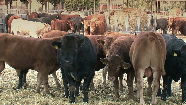 围场中的一群公牛视频素材