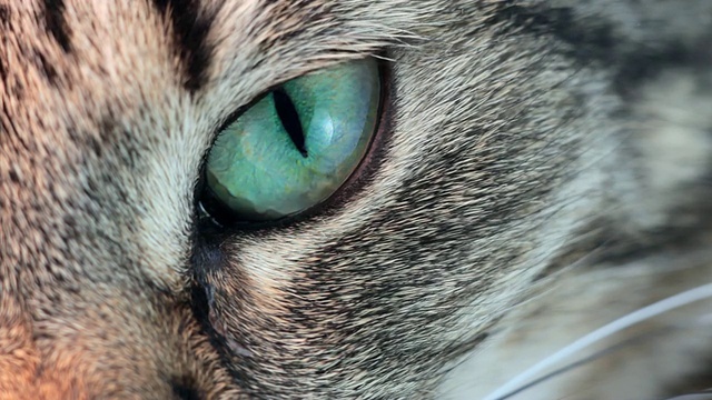 猫的眼睛视频素材
