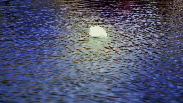 湖里的白鸭子游走了视频素材