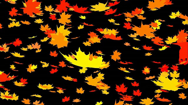 秋天树叶落视频素材