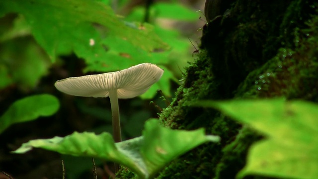 森林蘑菇视频下载