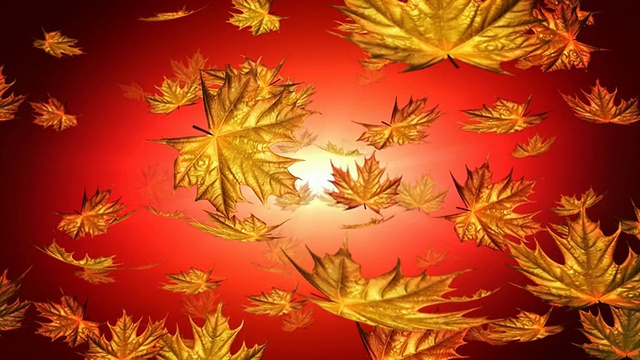 秋叶落在红色的背景上视频素材