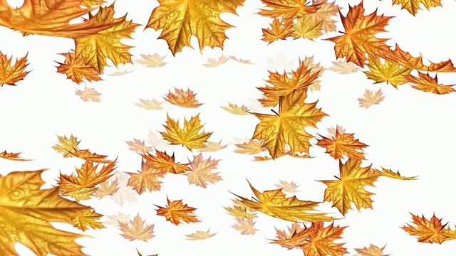 秋叶落在白色的背景上视频下载
