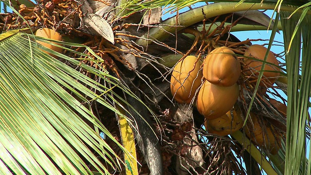椰子树视频下载