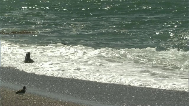 在瓦尔德斯半岛/马德林港海滩上追逐海豹的虎鲸，Chubut，阿根廷视频下载