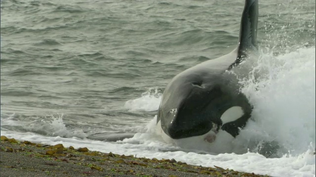 逆戟鲸快速游向海滩，失踪捕获海豹/马德林港，Chubut，阿根廷视频下载