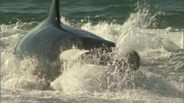 在阿根廷丘布的马德林港海滩上，一只虎鲸攻击一只海豹视频素材
