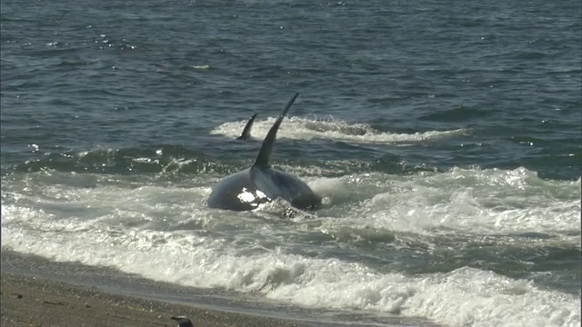 虎鲸攻击海豹在水边/马德林港，Chubut，阿根廷视频素材