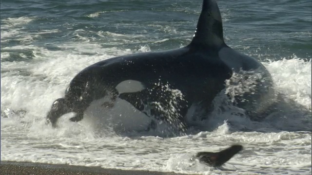 阿根廷Chubut的马德林港，多只海豹在海浪中游泳时遭到一只虎鲸的攻击视频下载
