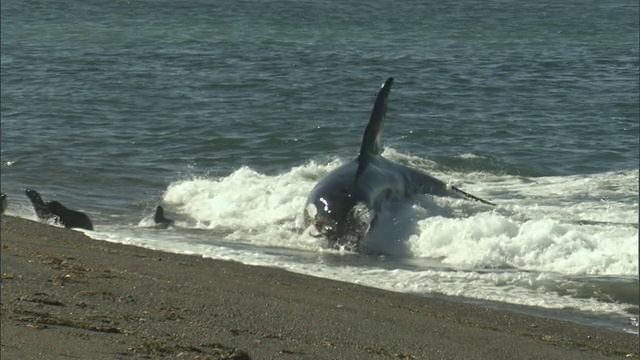 阿根廷Chubut的马德林港，逆戟鲸攻击一群在冲浪的海豹视频素材