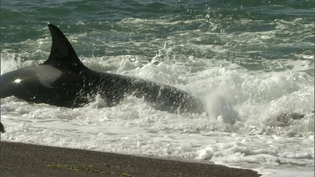 阿根廷Chubut马德林港，两只虎鲸在海滩上攻击小海豹视频素材